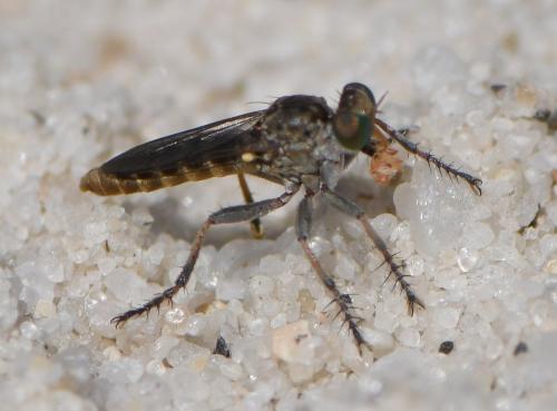 Réf. 285 686 : Stichopogon sp.